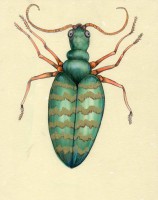 /album/la-tlapaleria-de-la-esquina/img126-jpg/